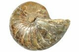 Cut & Polished Jurassic Nautilus Fossil (Half) - Madagascar #289964-1